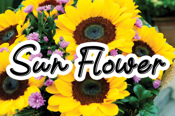 Sun Flower Font Review: A Script Typeface for Modern Campaigns